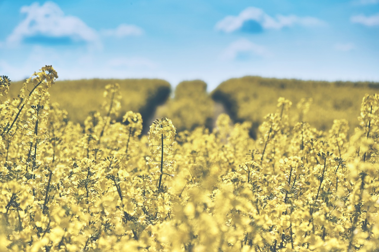 field-of-rapeseeds-1433380_1280.jpg